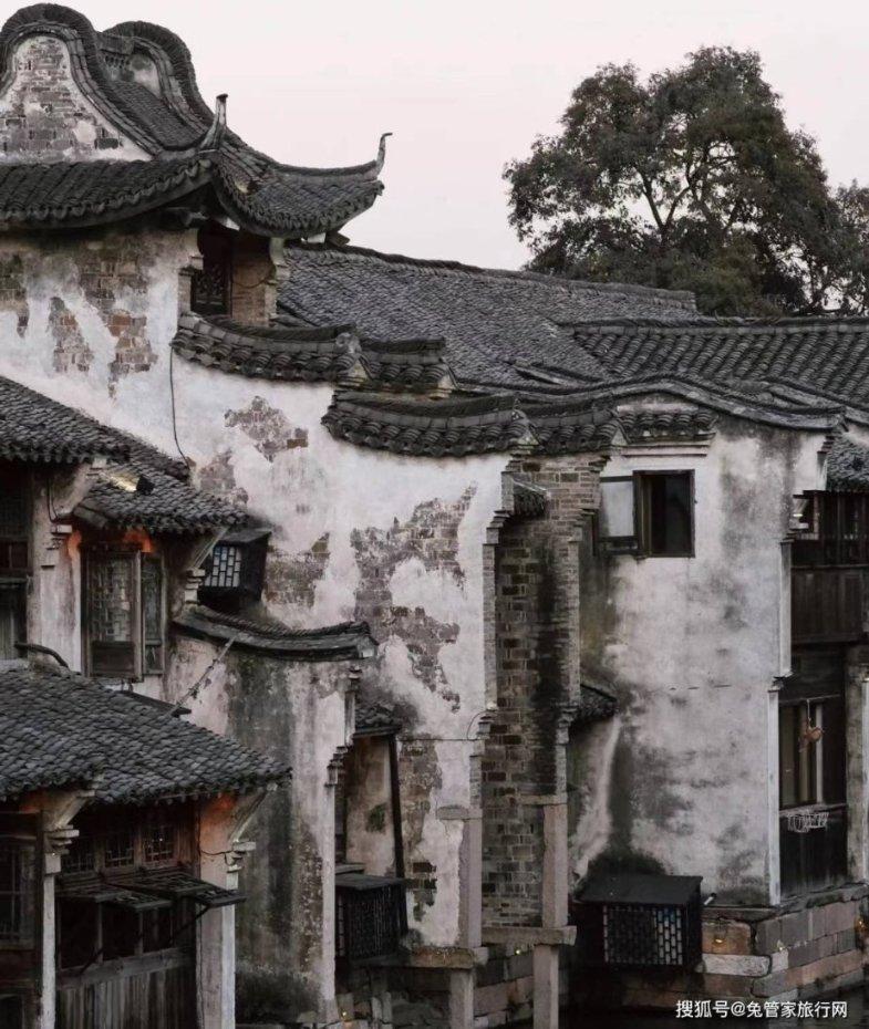 为什么没有猪奶？
